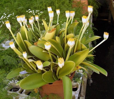 Haemanthus albiflos (2).jpg