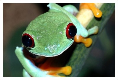 agalychnis7.jpg