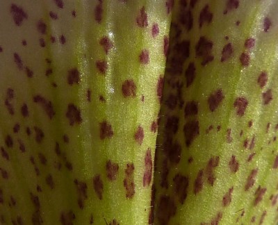 Paphiopedilum leeanum.jpg