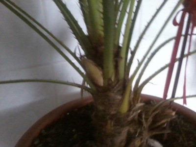 Foto0008.jpg