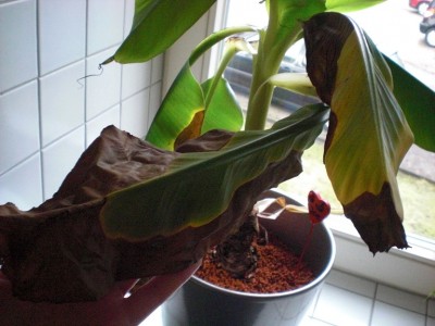 Banana-Joe 006.JPG