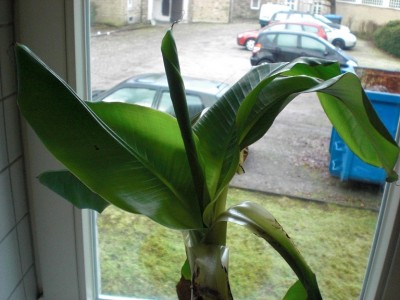 Banana-Joe 004.JPG