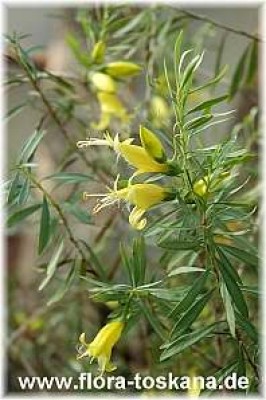 eremophila_maculata_aurea_2_-_110105.jpg