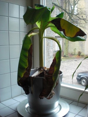 Banana-Joe 002.JPG