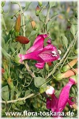 eremophila_maculata_7_-_digi.jpg
