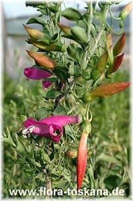 eremophila_maculata_5_-_digi.jpg