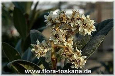 eriobotria_japonica_bluete_4_-_290106.jpg