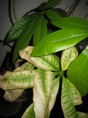 schefflera1.jpg