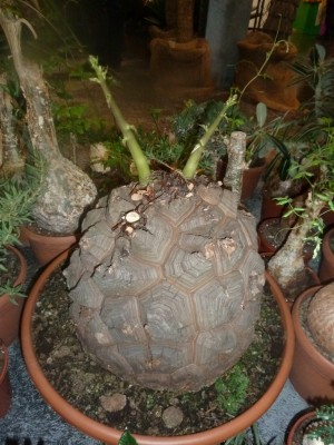 P1000546.JPG