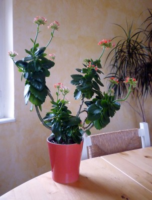 kalanchoe.jpg
