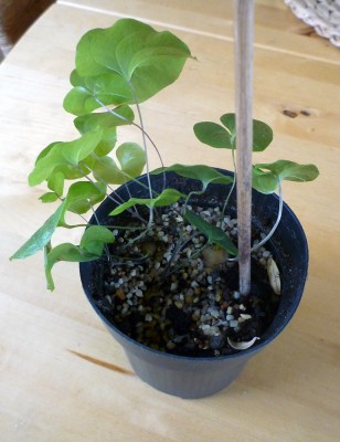 d_elephantipes_20110127.JPG