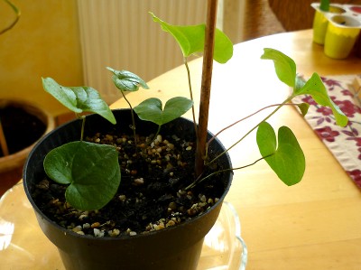 20101110_d_elephantipes.jpg