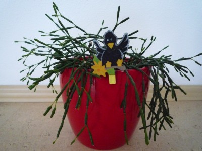 Hatiora salicornioides v. Norbert.JPG