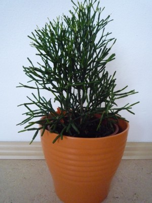 Hatiora salicornioides Tochterpflanze.JPG