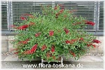 erythrina_crista-galli_5_-_digi.jpg