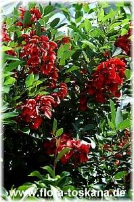 erythrina_crista-galli_1_-_050505.jpg