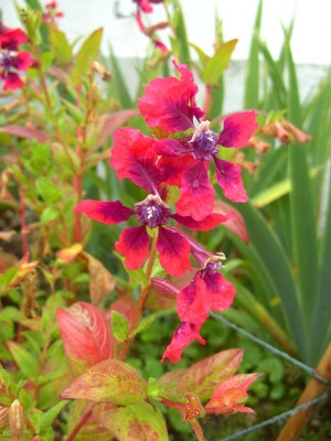 RäteselpflanzeCuphea llaveak7951.jpg