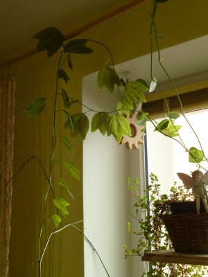 Passiflora tricuspis.jpg