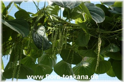 dioscorea_bulbifera_bluete_2_-_260705.jpg
