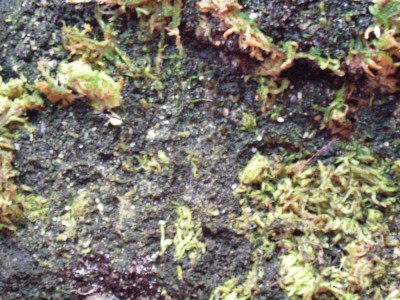 PICT0145.JPG