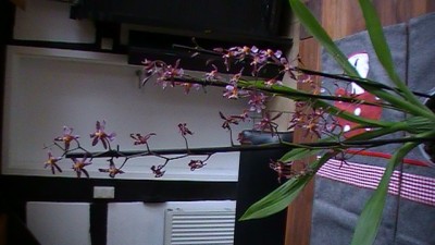 PIC_0818.JPG