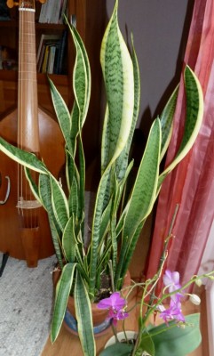 P1000644.JPG