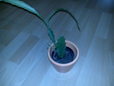 28012011132.JPG