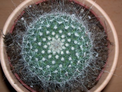 Mammillaria var.4.jpg