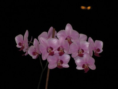 IMG_0170.JPG