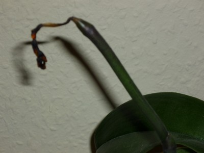 P1020653.JPG