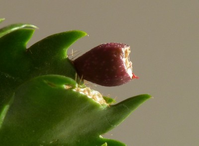 Schlumbergera Samen.jpg