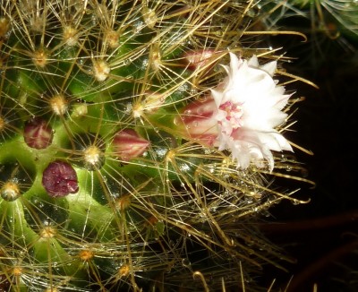 Mammilaria.jpg