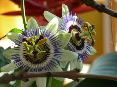 Passiflora caerulea Twins grins.jpg