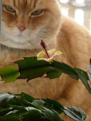 Gina träumt von der Südsee.jpg