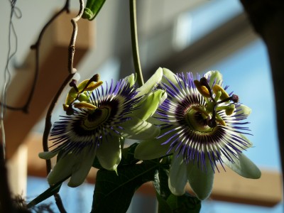 Passiflora Zwillinge.jpg