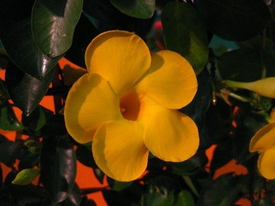 mandevilla.jpg