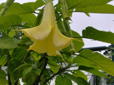 Gelbe Trompetebblüte.jpg