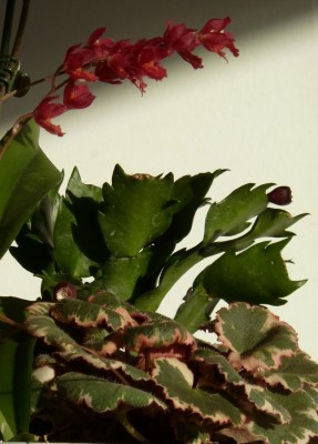 Howeara und Saxifraga.jpg