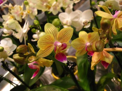 orchid2.jpg