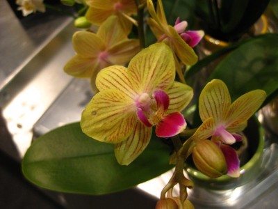 orchid1.jpg