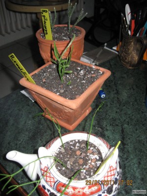 Rhipsalis baccifera.jpeg