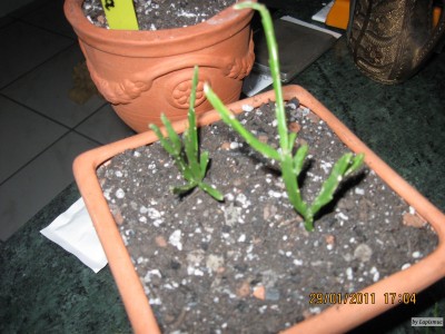 Rhipsalis ewaldiana.jpeg