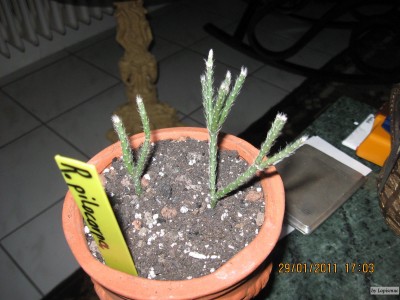 Rhipsalis pilocarpa.jpeg