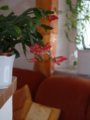 Schlumbergera rot.jpg