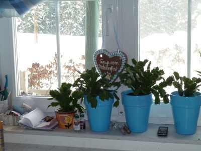 verblühte Schlumbergera.jpg