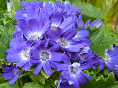 Senecio cruentus.jpg