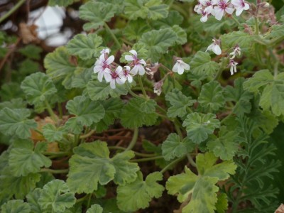 Pelargonium x fragrans.jpg
