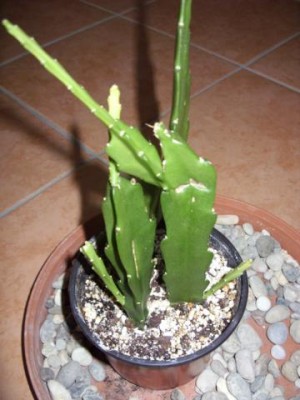 SDC10560_360x480.JPG
