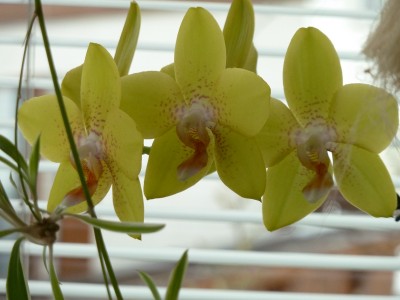 Noname Phalaenopsis.jpg