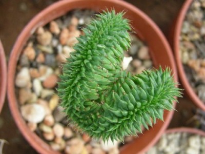 Euphorbia_suzannae_crest_6GBP.JPG